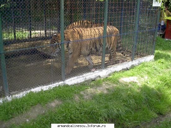 Vechiul Pitesti(poze) - gradina zoologica1 - Offtopic